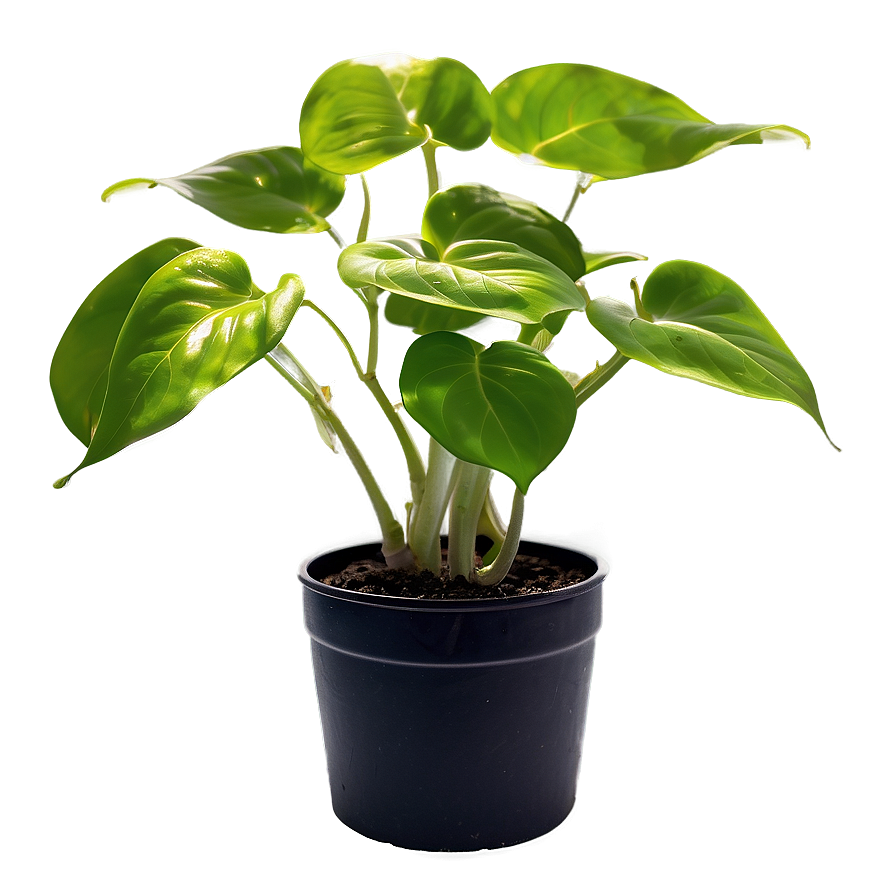 Golden Pothos Propagation Steps Png Yrd32 PNG image