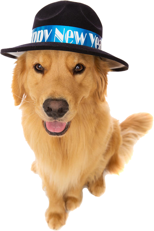 Golden Retriever Celebrating New Year PNG image