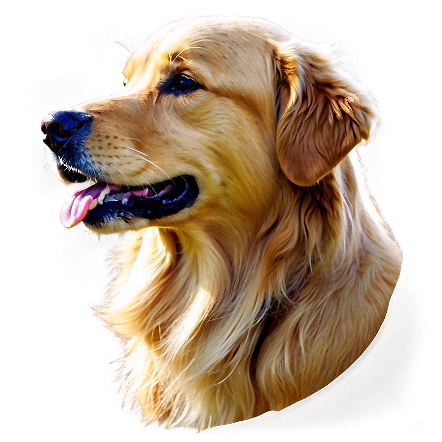 Golden Retriever Dog Head Png 06212024 PNG image