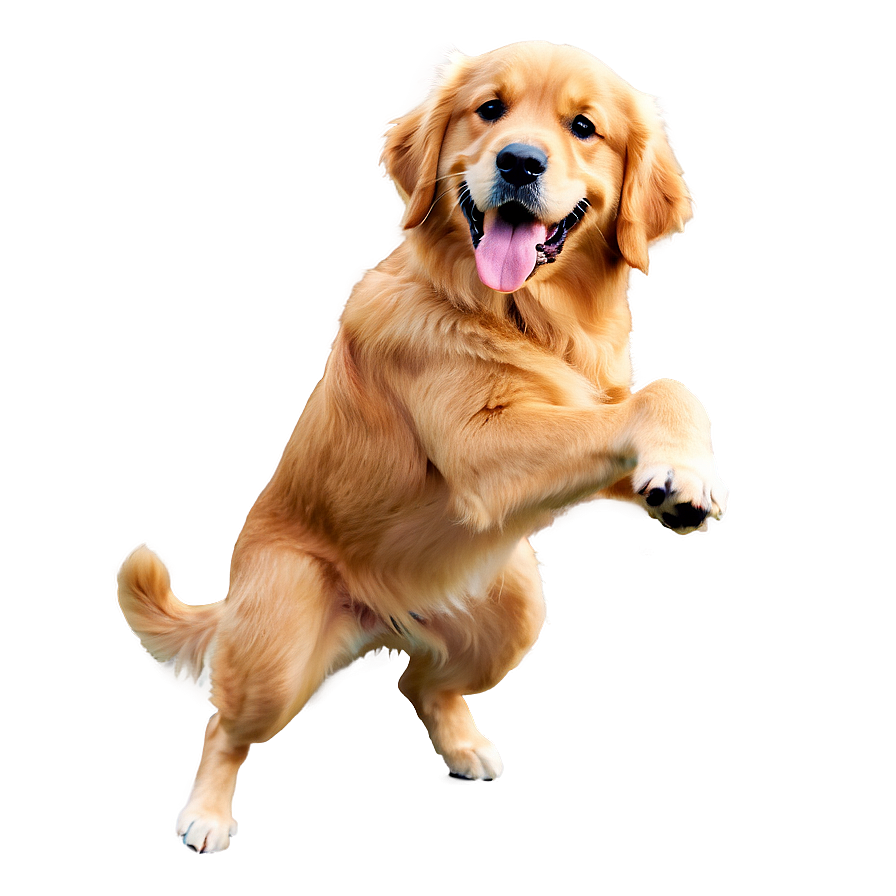 Golden Retriever Png 04292024 PNG image