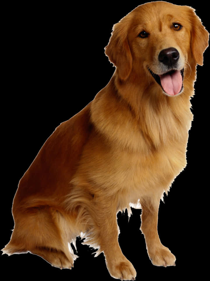 Golden Retriever Portrait Black Background PNG image