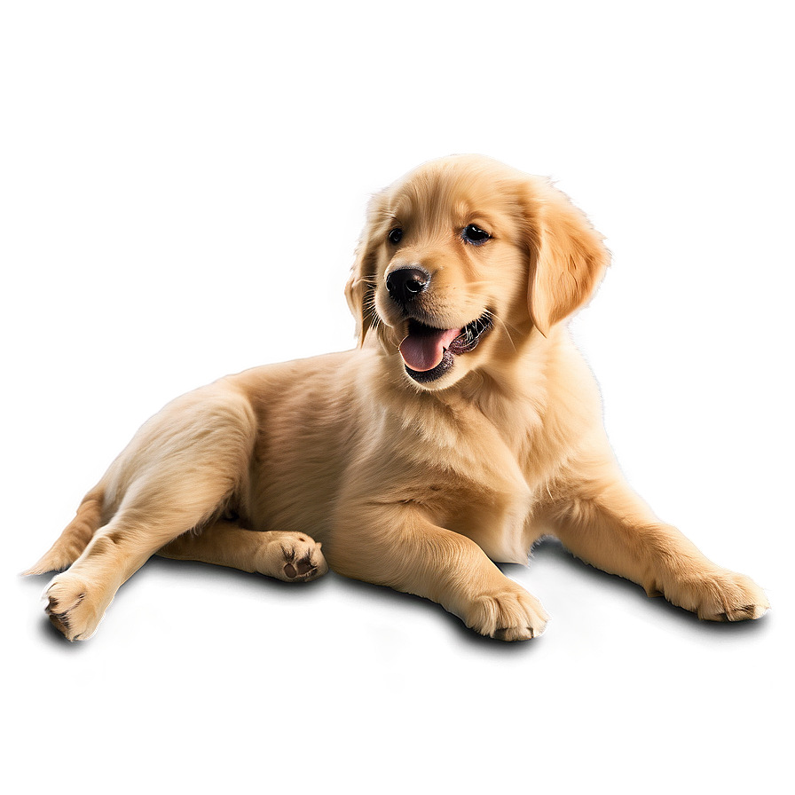 Golden Retriever Puppy C PNG image