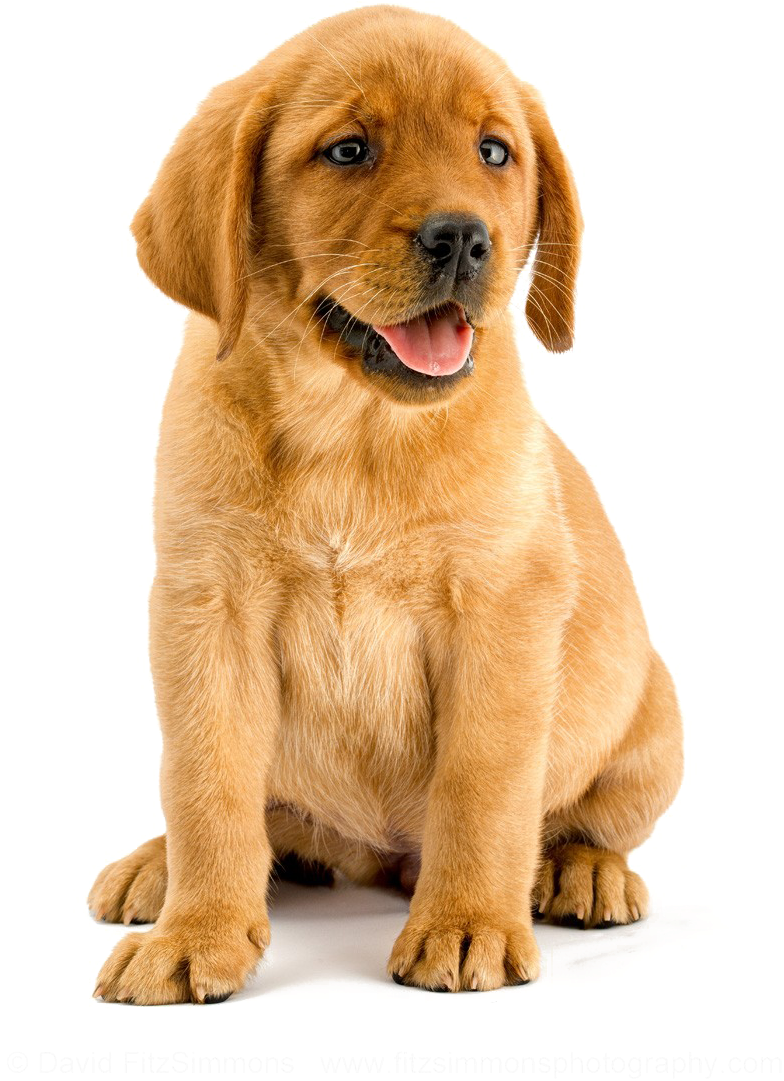 Golden Retriever Puppy Portrait PNG image