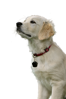 Golden Retriever Puppy Portrait PNG image