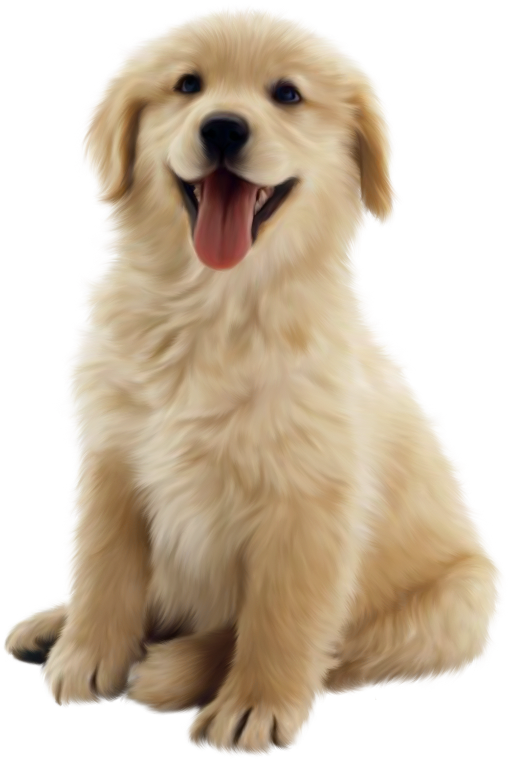 Golden Retriever Puppy Smiling PNG image