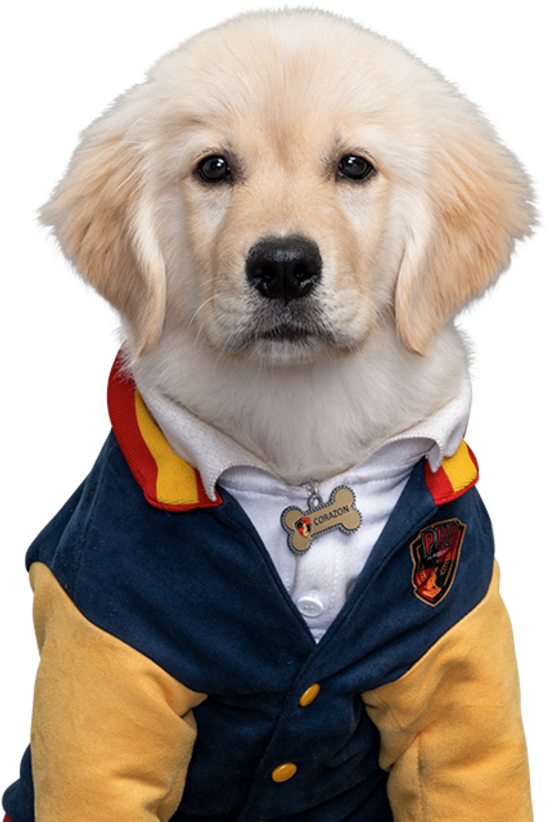 Golden Retriever Puppyin Jacket PNG image