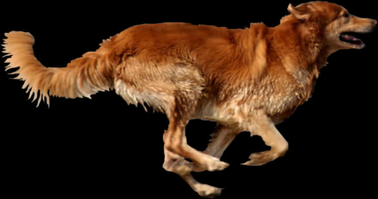 Golden_ Retriever_ Running_ Isolated_ Background.jpg PNG image