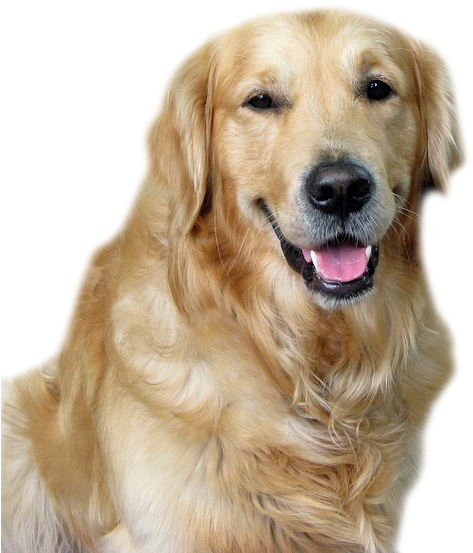 Golden Retriever Smiling Portrait PNG image