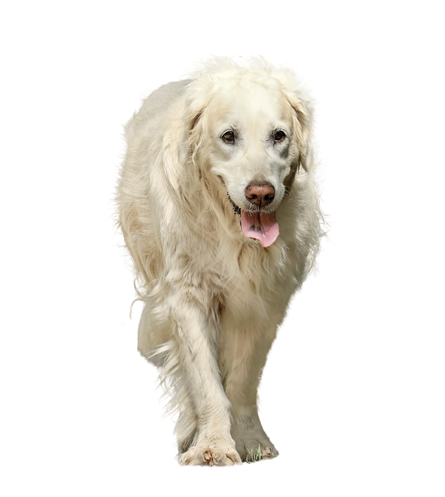 Golden Retriever Walking Tongue Out PNG image