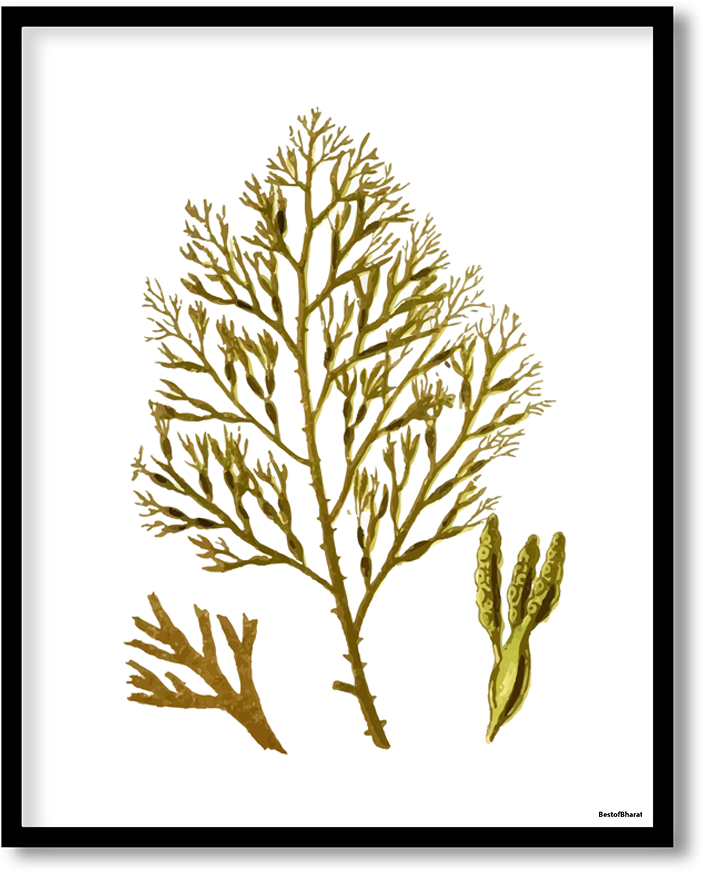 Golden Seaweed Illustration PNG image