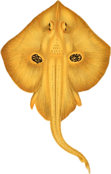 Golden Skate Ray Underbelly PNG image