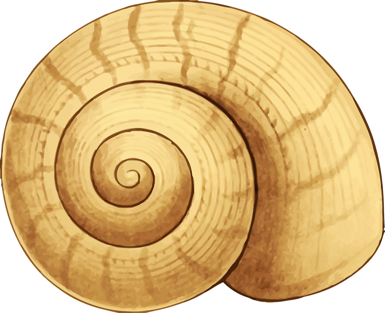 Golden_ Spiral_ Seashell_ Illustration.png PNG image