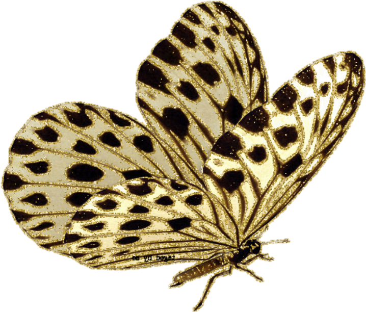 Golden Spotted Moth Illustration PNG image