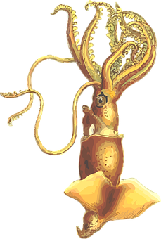 Golden Squid Illustration PNG image