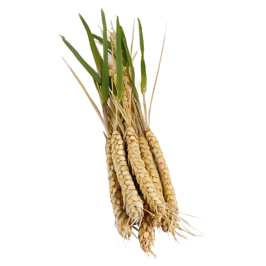 Golden Trigo Harvest Png 06122024 PNG image