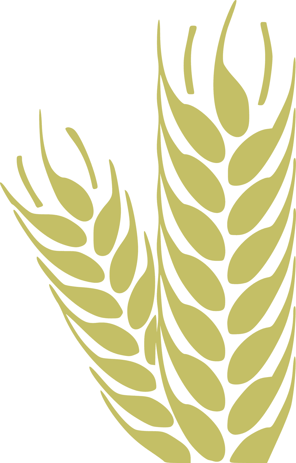 Golden Wheat Ears Graphic PNG image