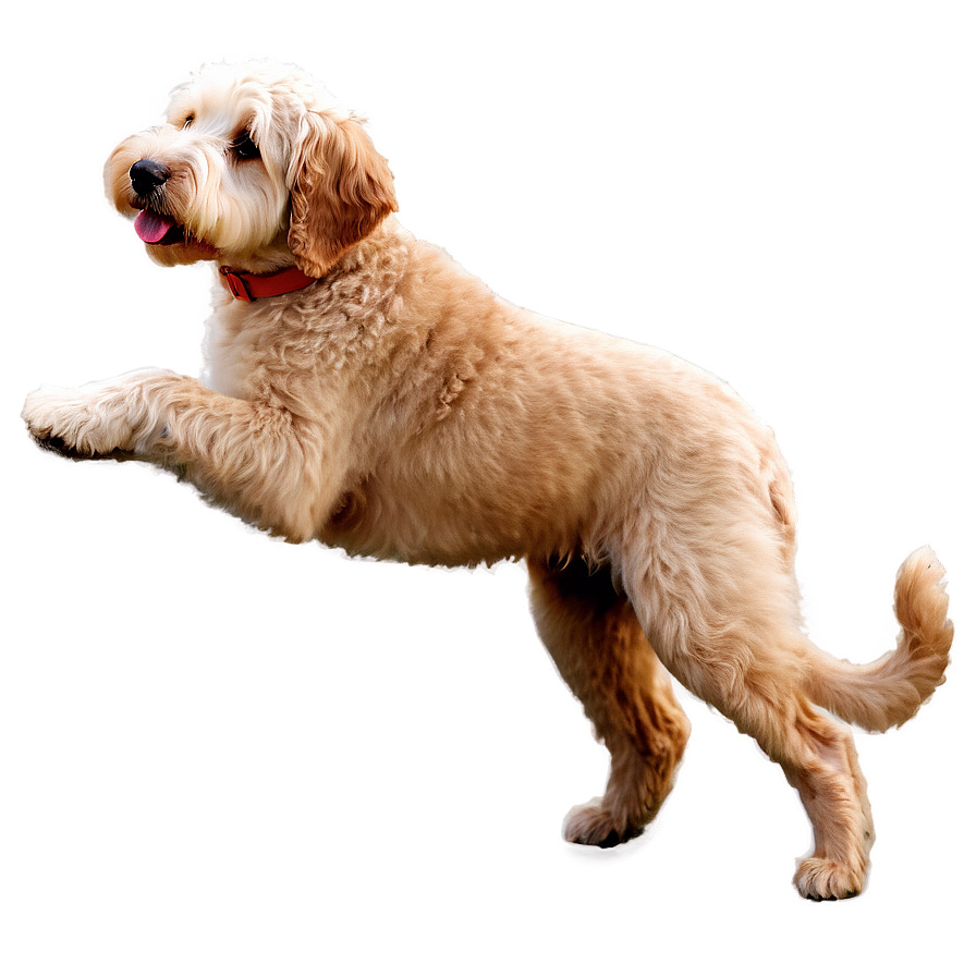 Goldendoodle A PNG image