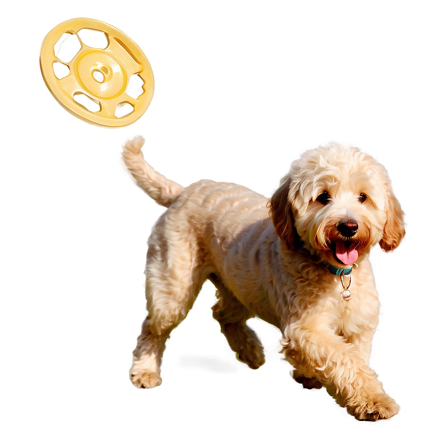 Goldendoodle With Frisbee Png 06262024 PNG image