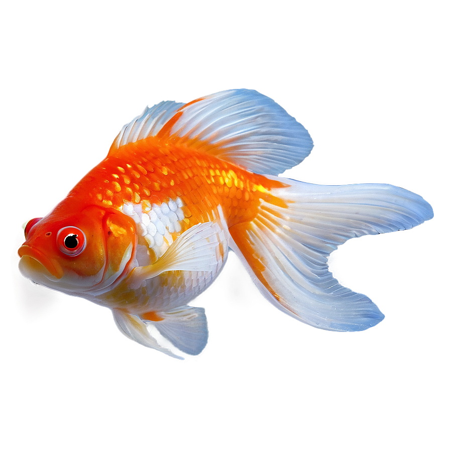 Goldfish Fins Png 05212024 PNG image