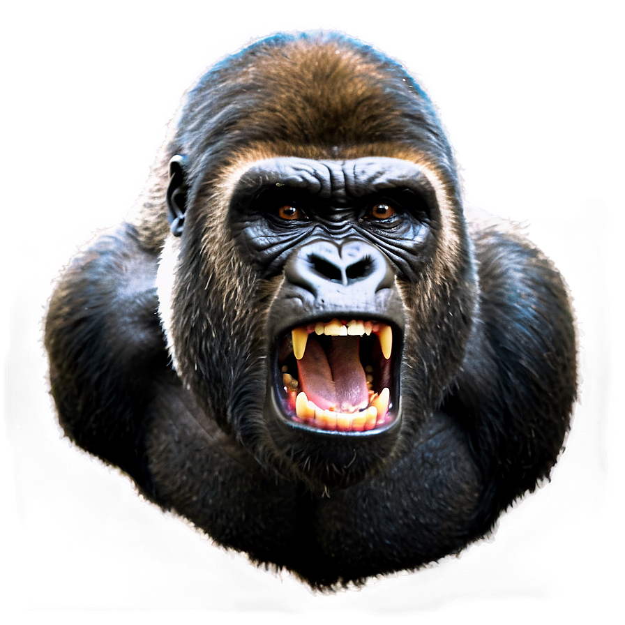 Gorilla Anger Expression Png 06252024 PNG image