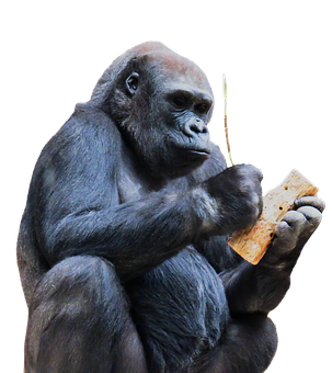 Gorilla Contemplating Object PNG image