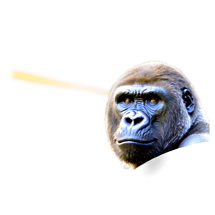 Gorilla Showing Fury Png 06252024 PNG image