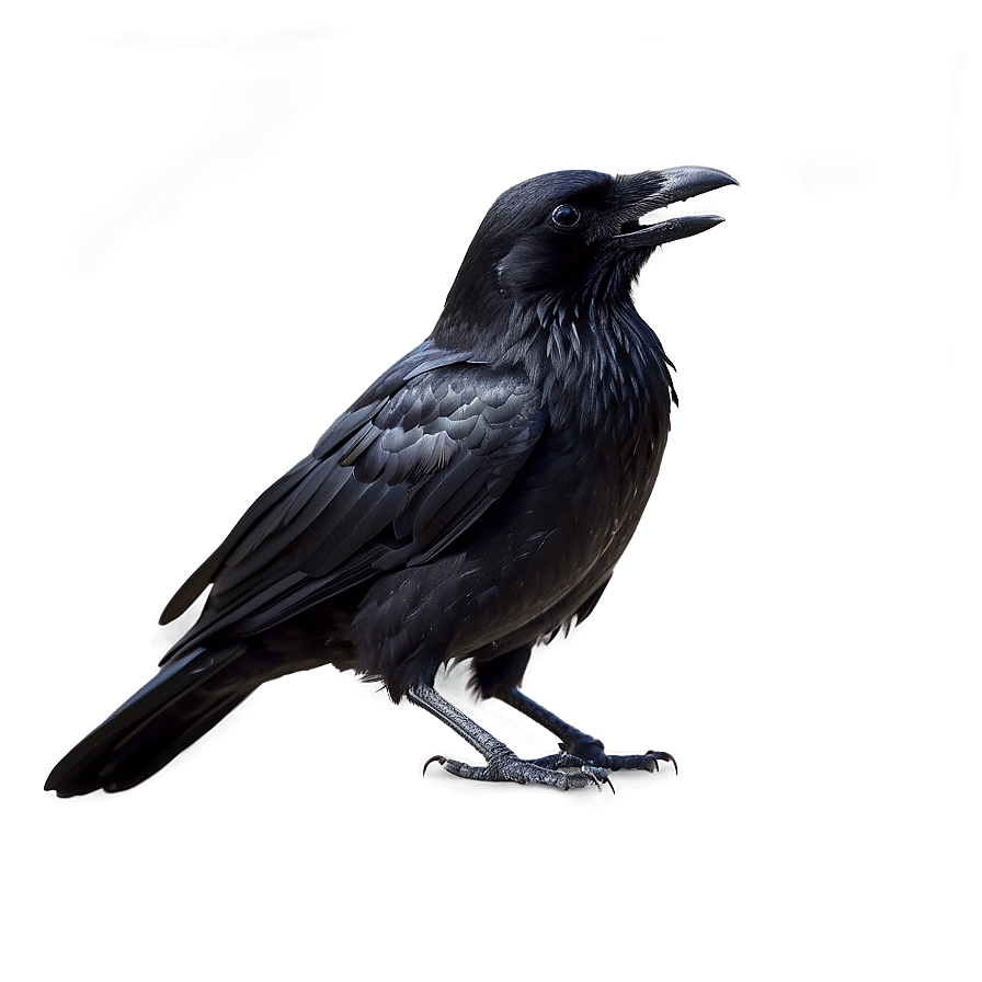 Gothic Crow Png Qdk16 PNG image