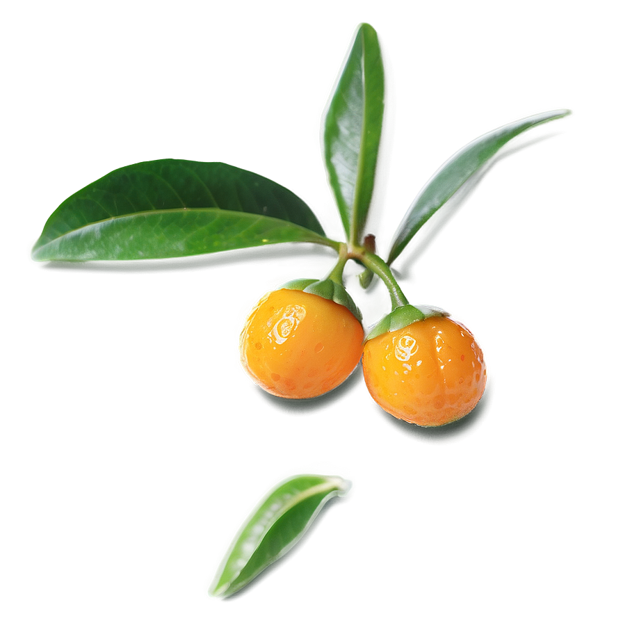 Gourmet Kumquat Png Llw8 PNG image