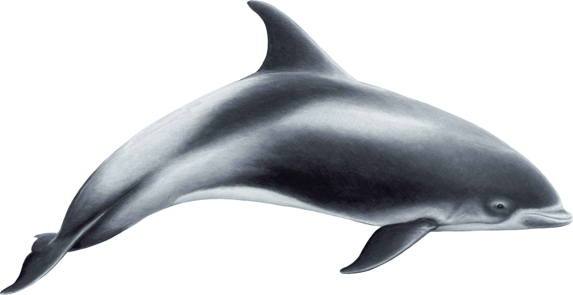Graceful Dolphin Illustration PNG image
