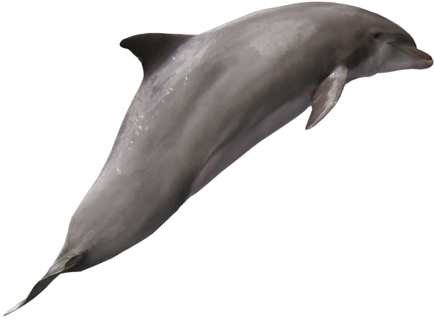 Graceful Dolphin Swimming.png PNG image