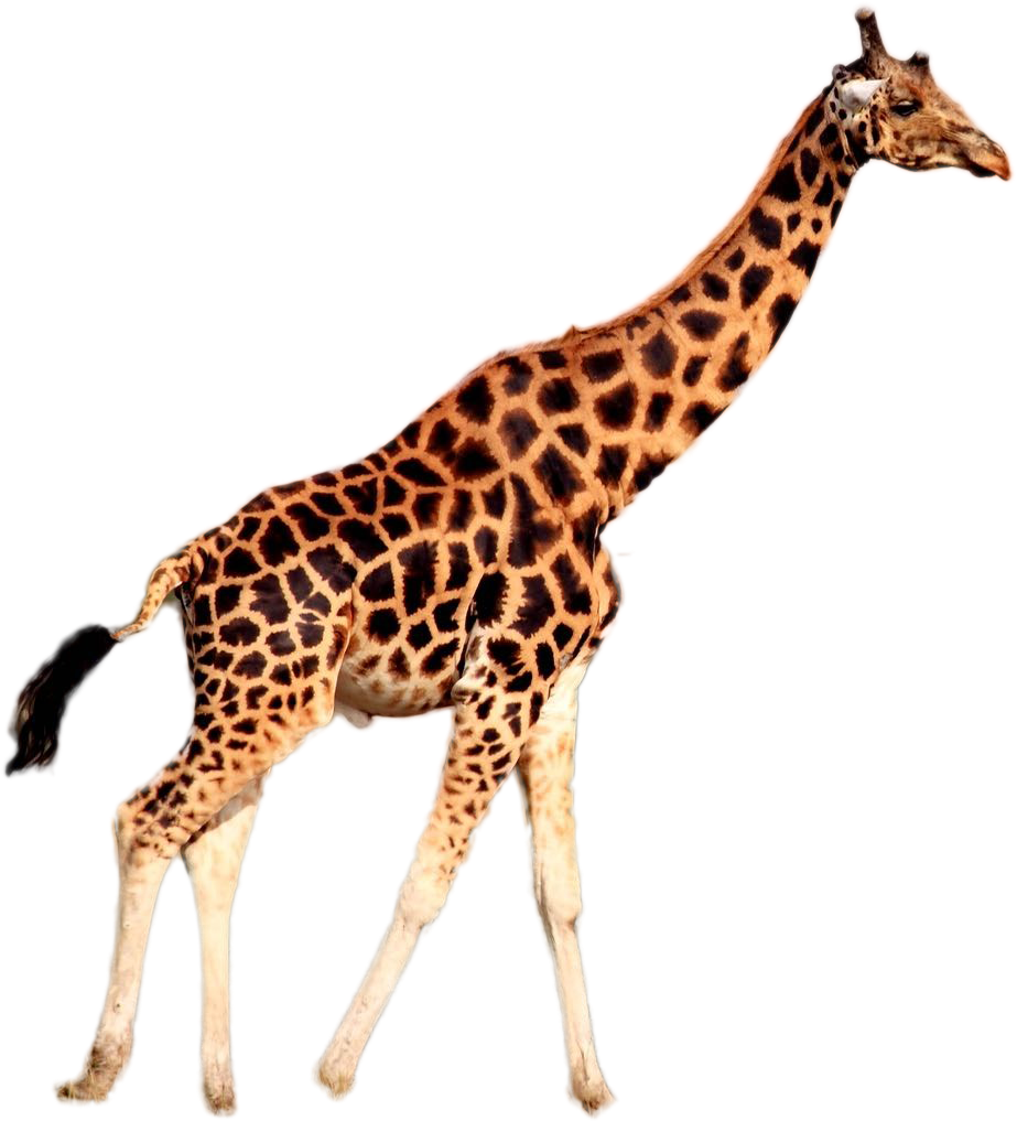 Graceful Giraffe Walking PNG image