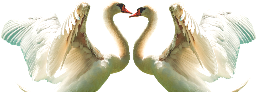 Graceful Swan Duo Symmetry PNG image