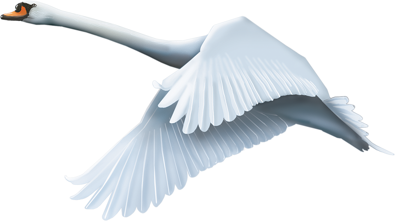 Graceful Swan In Flight PNG image