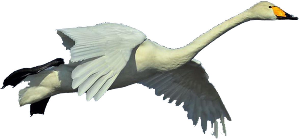 Graceful Swan In Flight.png PNG image