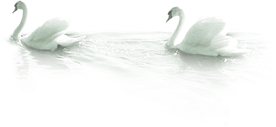 Graceful Swans Glidingon Water PNG image