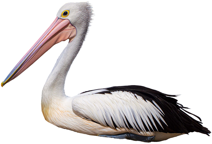 Graceful White Pelican Profile PNG image