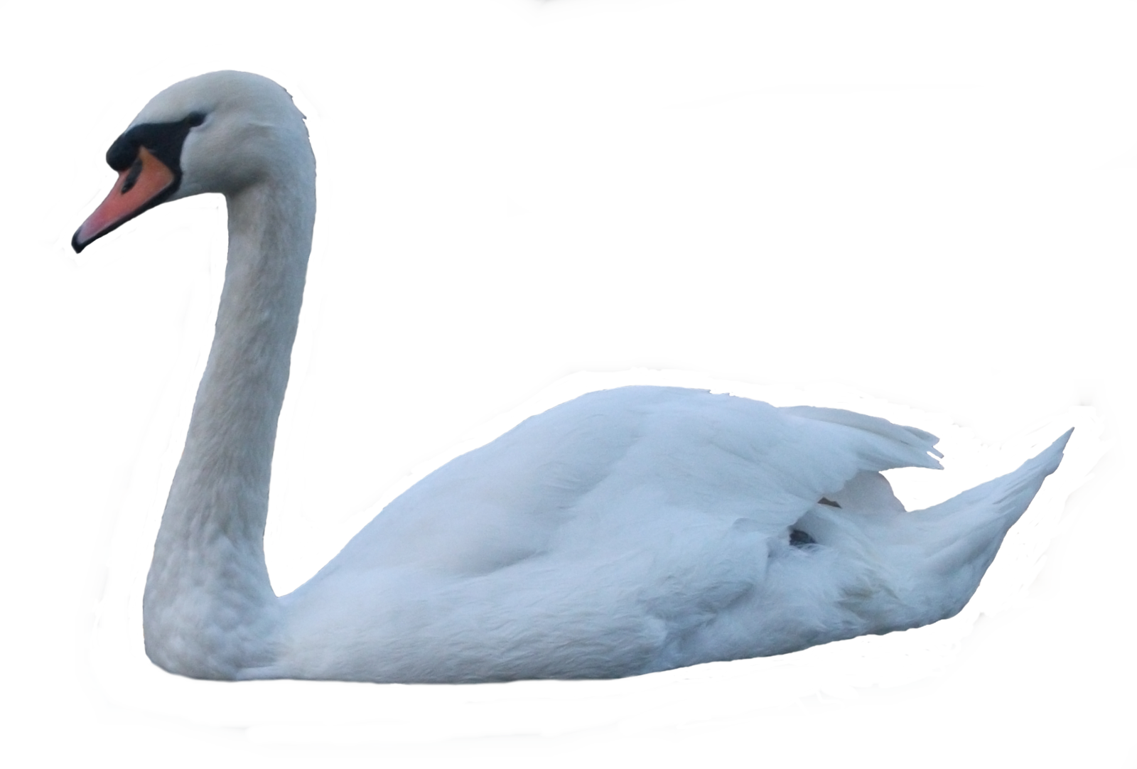 Graceful White Swanon Water PNG image