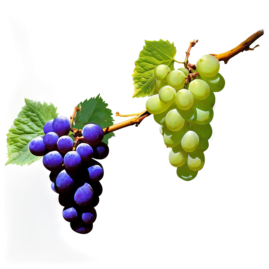 Grape Branch Png 05212024 PNG image