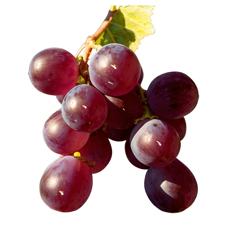 Grape In Sunlight Png 28 PNG image