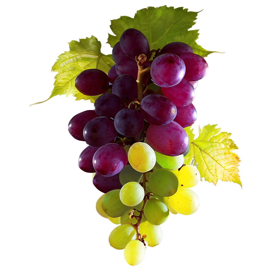 Grape In Sunlight Png Guy PNG image