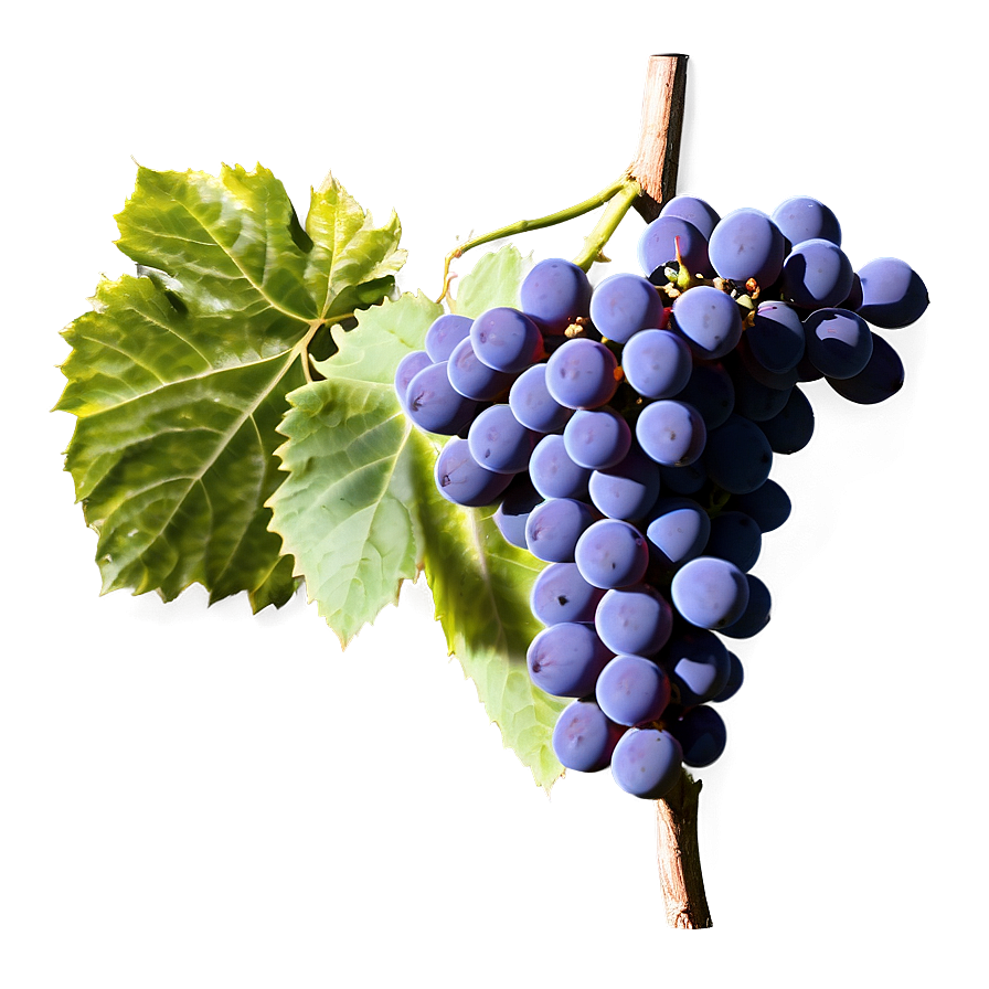 Grape Vineyard Png Bvq63 PNG image