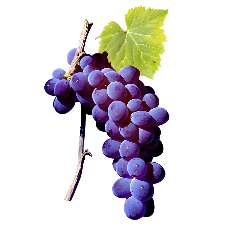 Grape With Shadow Png Hxr PNG image