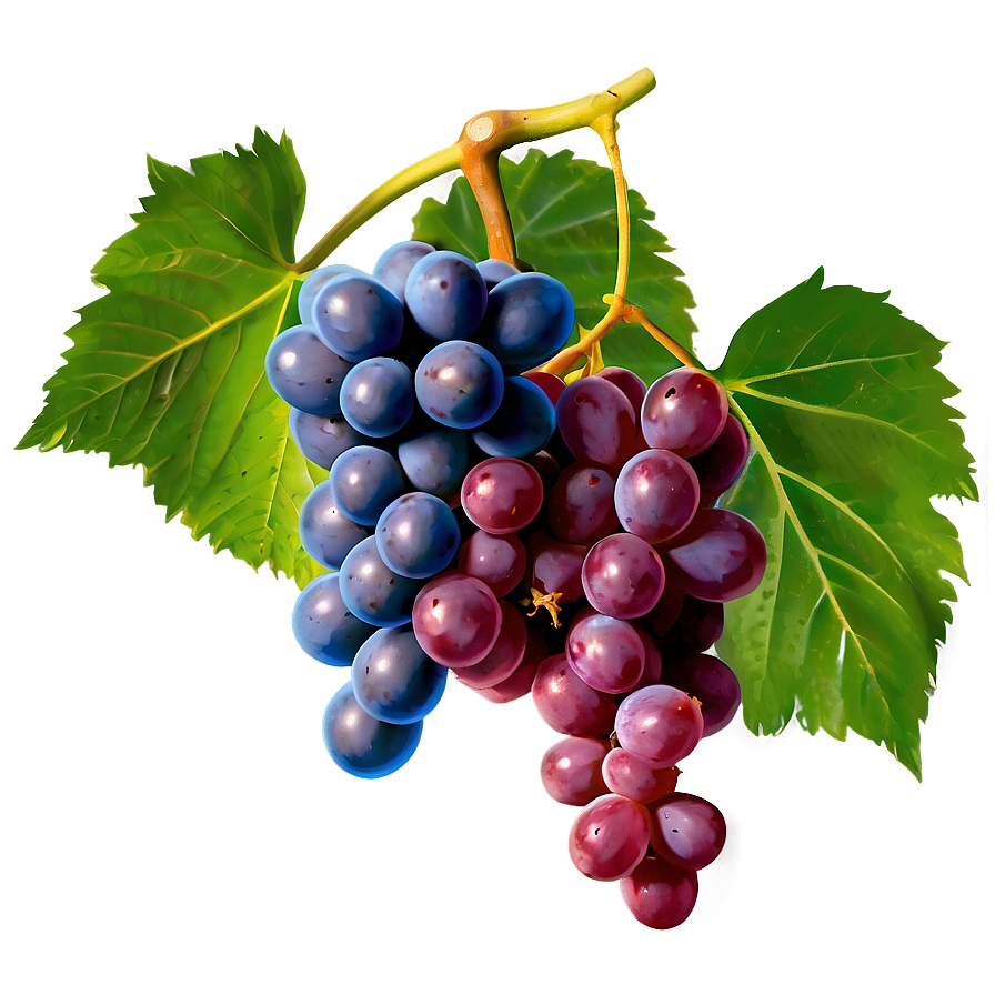 Grapes And Leaves Png 05242024 PNG image