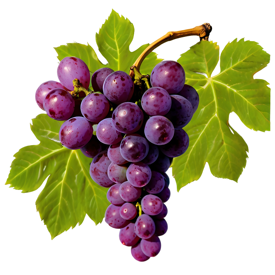 Grapes Cluster Png 05242024 PNG image