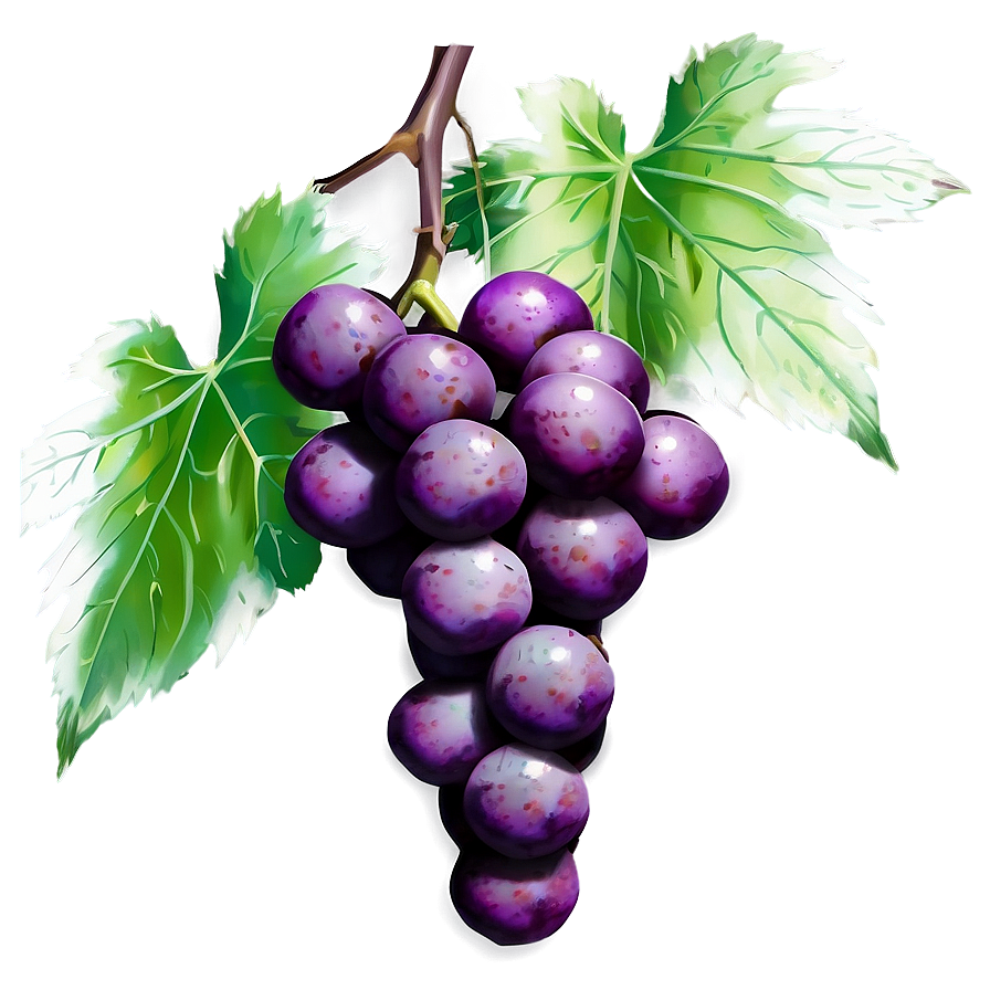 Grapes Graphic Png Ljk74 PNG image