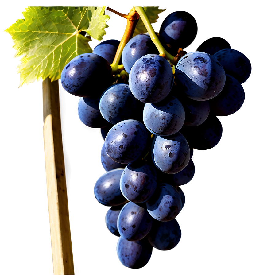 Grapes Harvest Png 05242024 PNG image