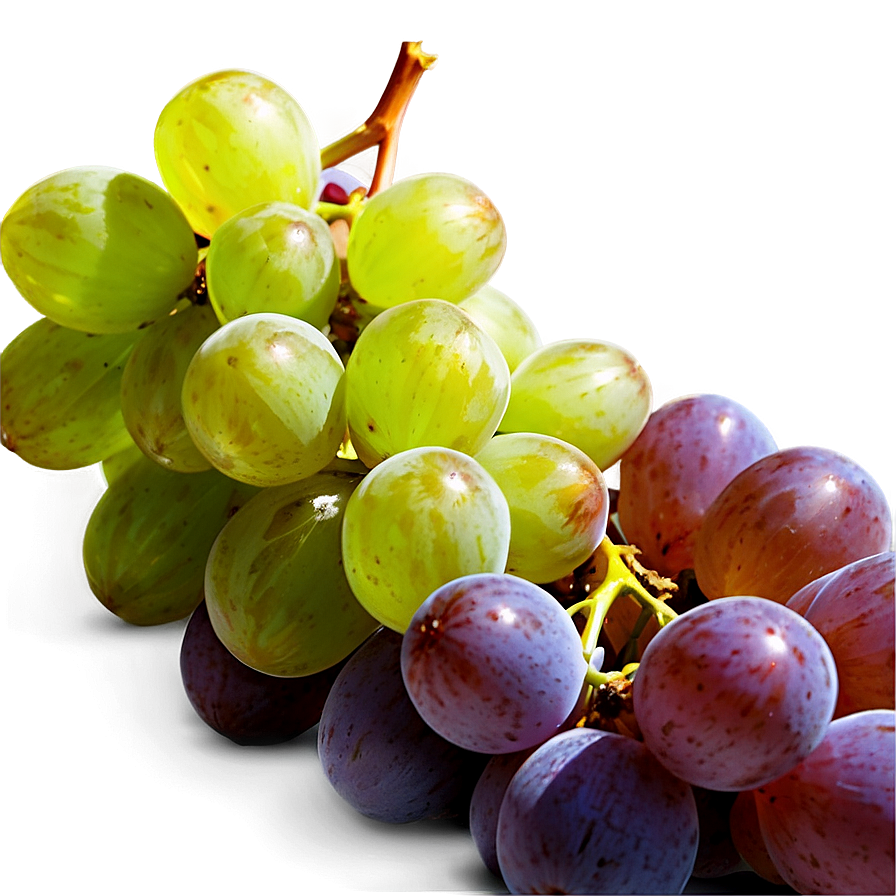 Grapes Harvest Png 05242024 PNG image