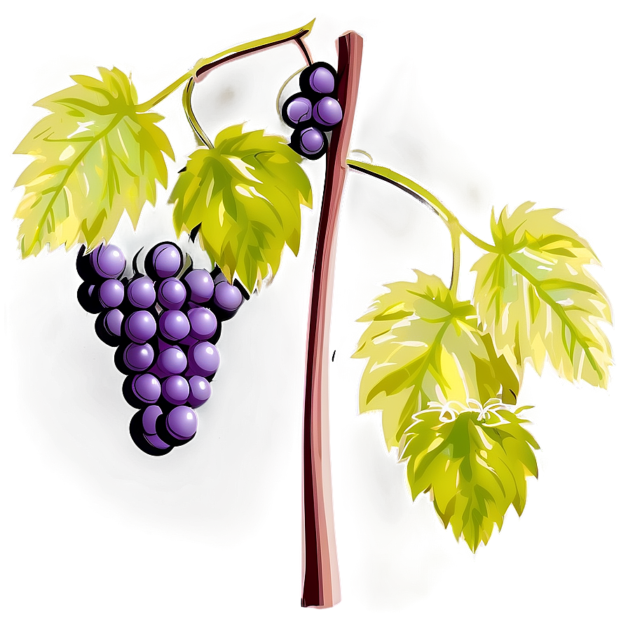 Grapes On Vine Png 05212024 PNG image