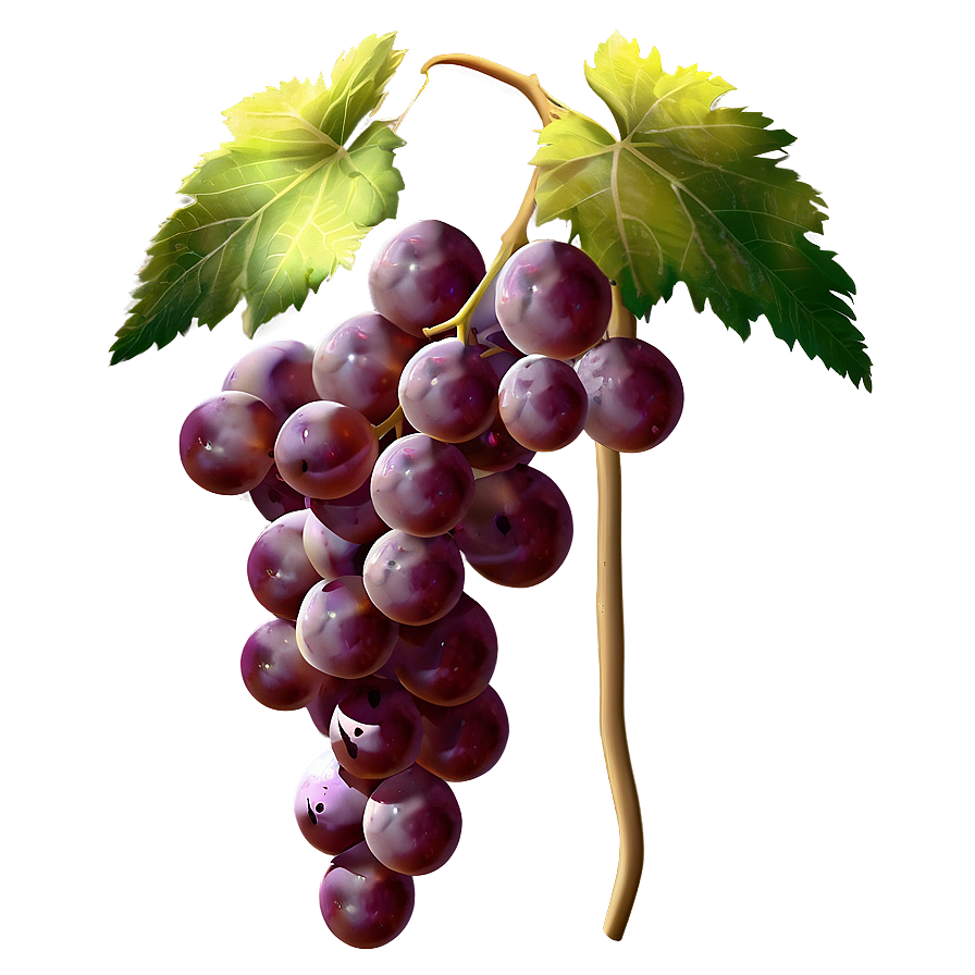 Grapes On Vine Png 05242024 PNG image