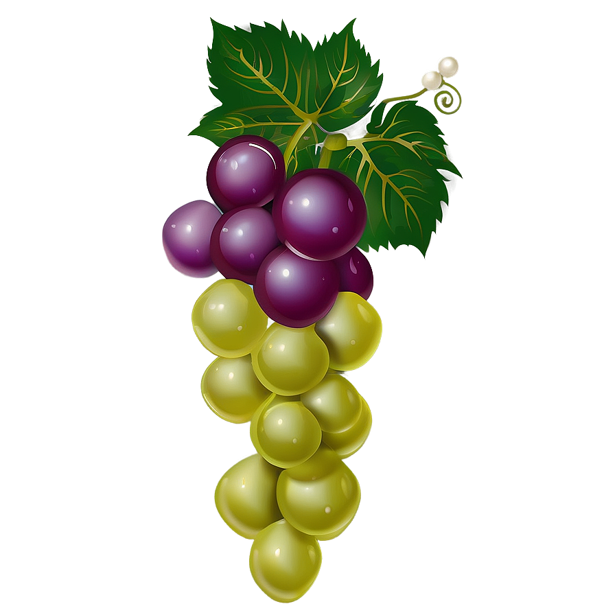 Grapes Vector Png 05242024 PNG image